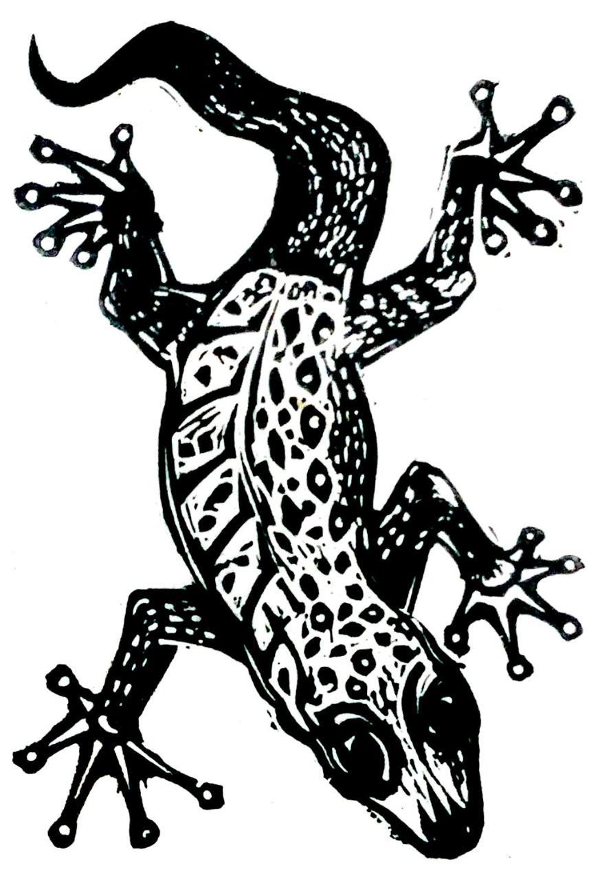 Gecko Guest House Cooktown Exteriér fotografie